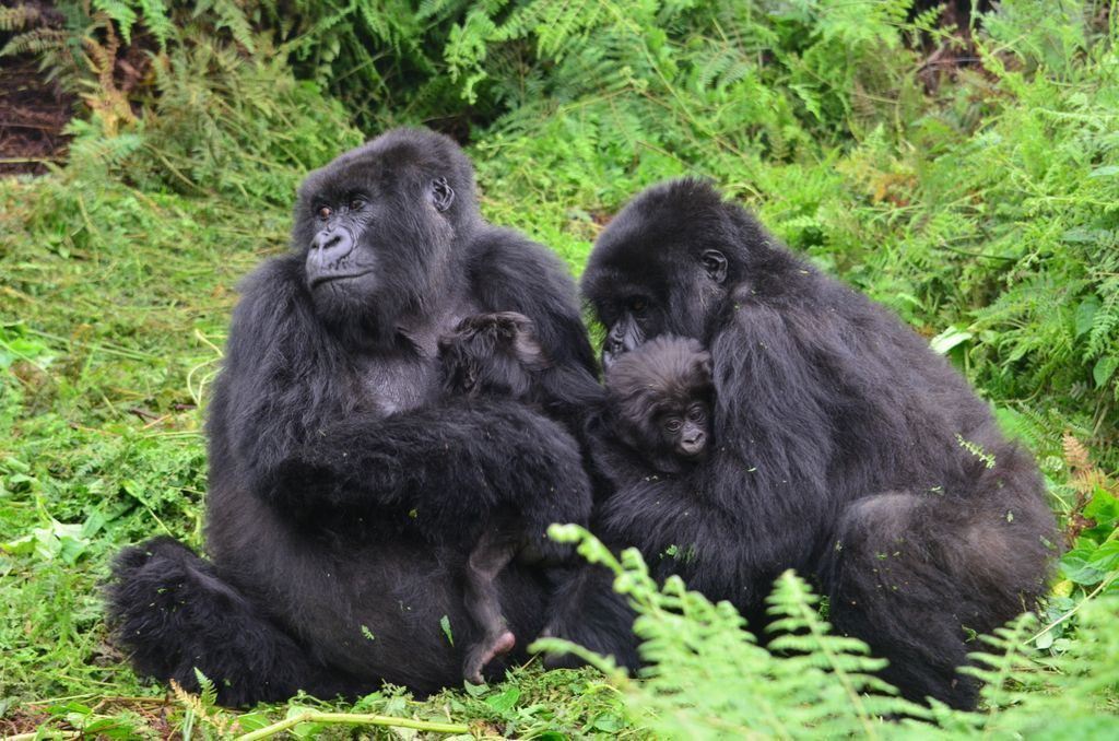 "Жіноча" солідарність: молоденька горила вирішила допомогти багатодітній подрузі поняньчити дитину. Така ніжна і турботлива няня!