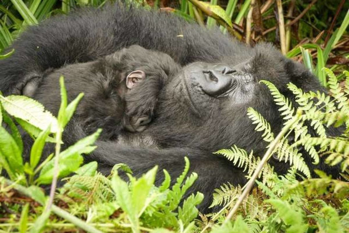 "Жіноча" солідарність: молоденька горила вирішила допомогти багатодітній подрузі поняньчити дитину. Така ніжна і турботлива няня!