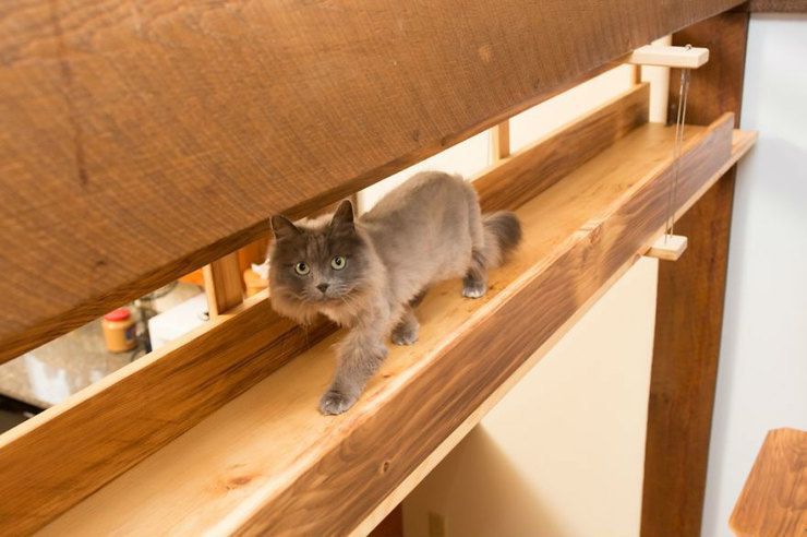 Господарі, так люблять своїх котів, що створили для них "котяче шосе" під стелею свого будинку. Це найбільш дивний проєкт, який доводилося робити дизайнерам.