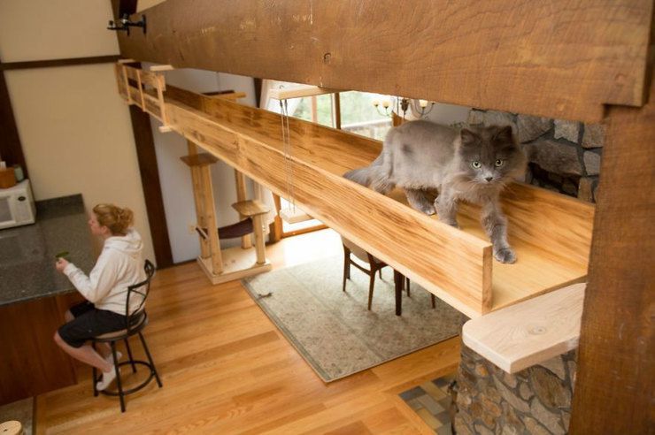 Господарі, так люблять своїх котів, що створили для них "котяче шосе" під стелею свого будинку. Це найбільш дивний проєкт, який доводилося робити дизайнерам.