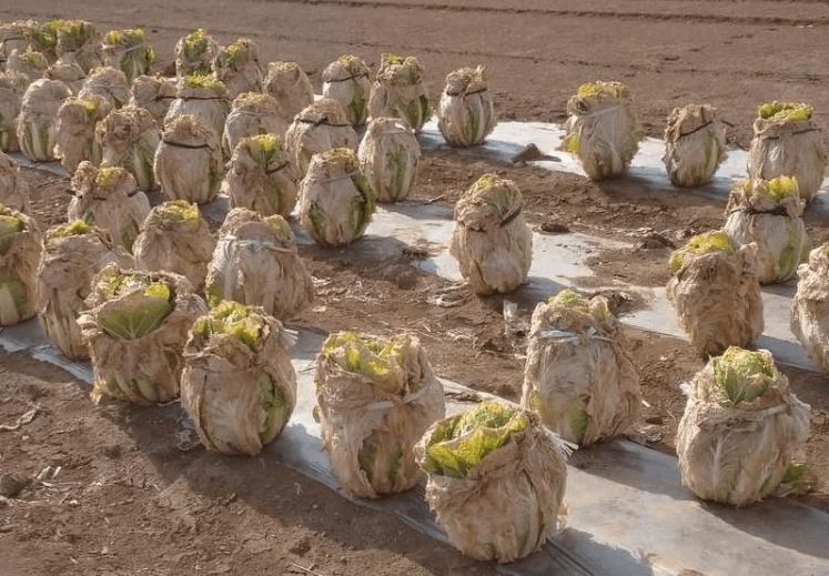 Фермер показав поле капусти, яка виглядає як яйця з фільму "Чужий". Японський фермер виявив на своєму полі десятки яєць інопланетян, але якщо придивитися краще, то не все так страшно.