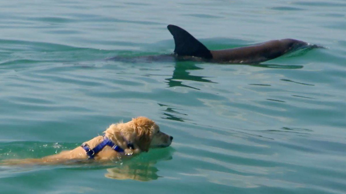 Лабрадор подружився з дельфіном і кожен день проводить з ним час у воді. Справжня дружба немає меж!