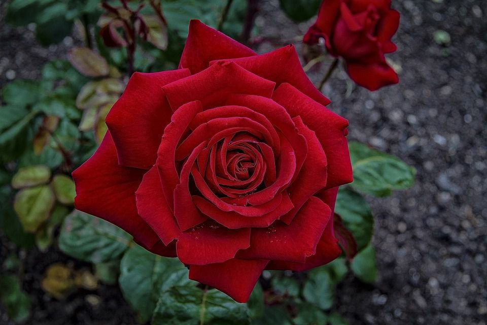 Ці помилки часто роблять садівники, які вирощують троянди. У вирощуванні троянд необхідно уникати цих 6 помилок.