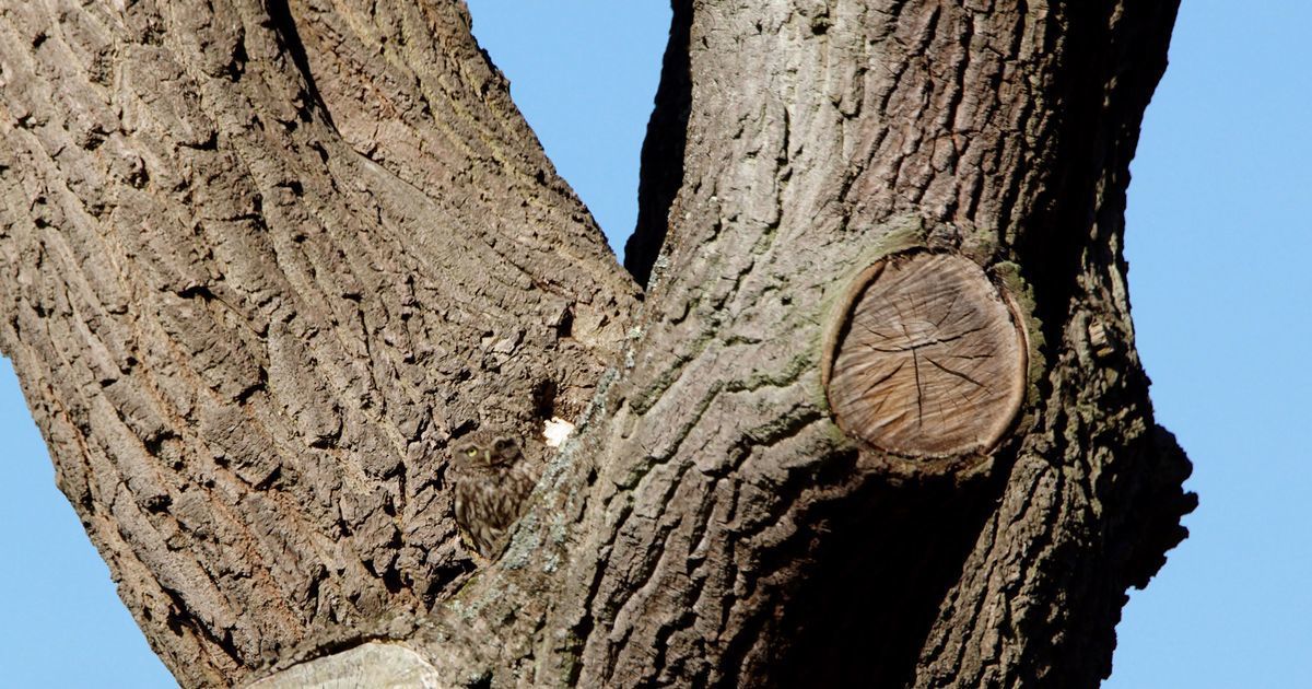 На цьому дереві сидить сова, але багато людей вважає що знайти її неможливо, а ви зможете?. Загадка, знайдіть сову.