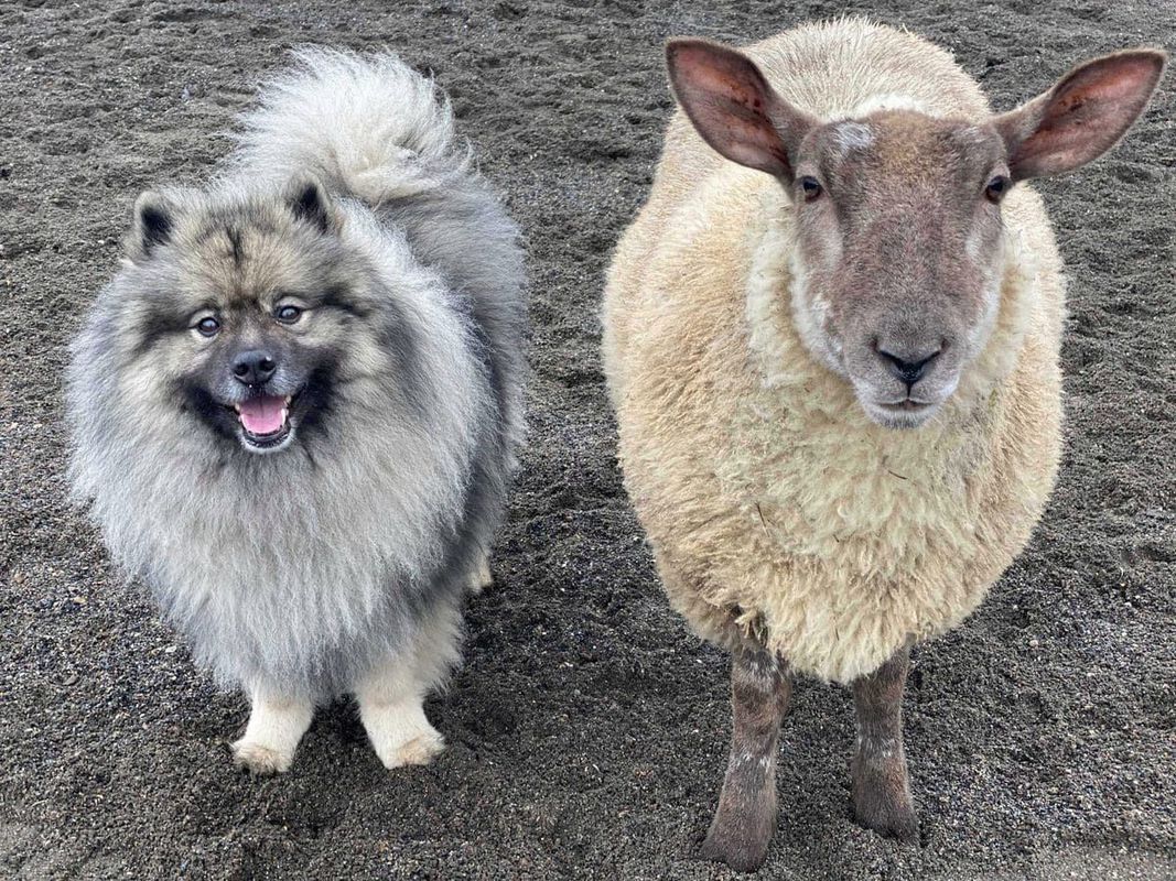 Овечка впевнена в тому, що вона пес, а всіх, хто намагається її переконати в іншому, вона може і вкусити. Це неймовірна історія про овечку з Великобританії.