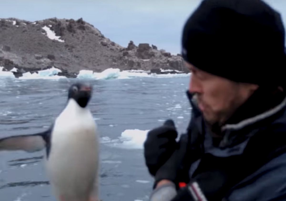 Пінгвін перелякав чоловіка, несподівано застрибнувши до нього в човен. Миле відео бешкетуна.