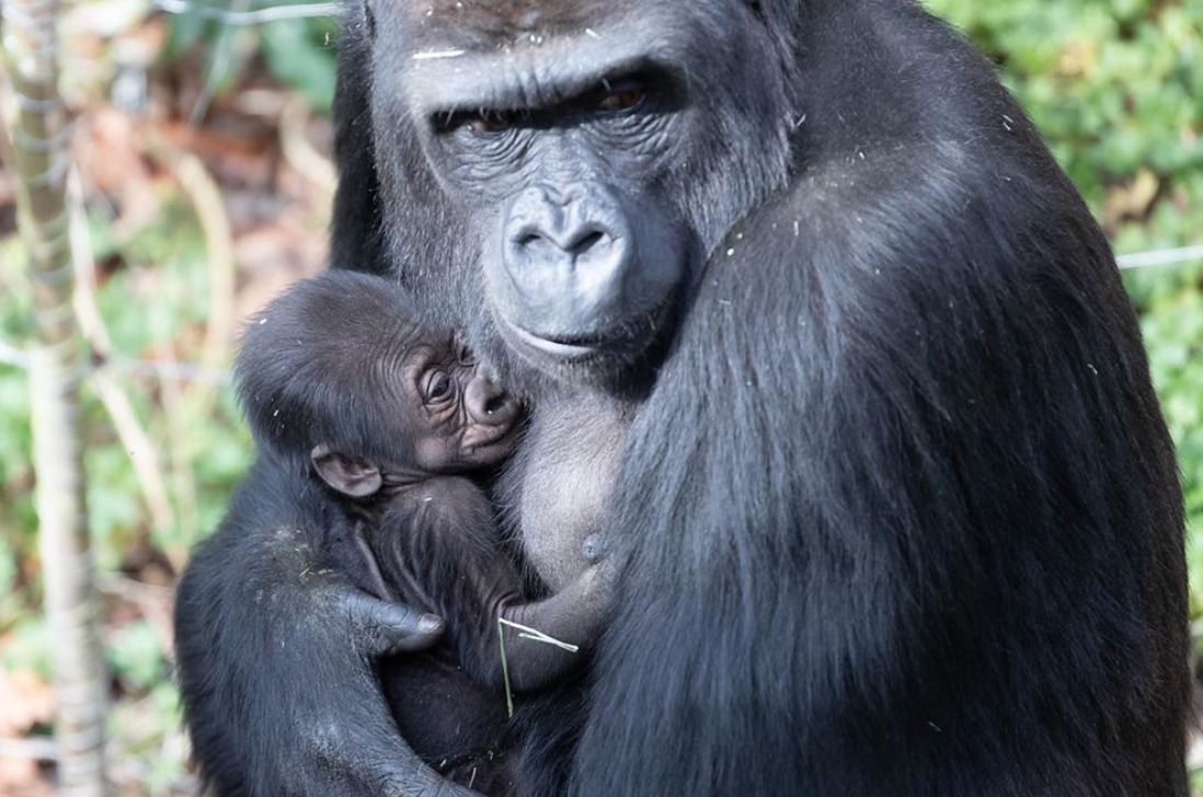 Як горила виховує свого первістка — зворушливе відео. 11-річна західна рівнинна горила вперше принесла потомство.