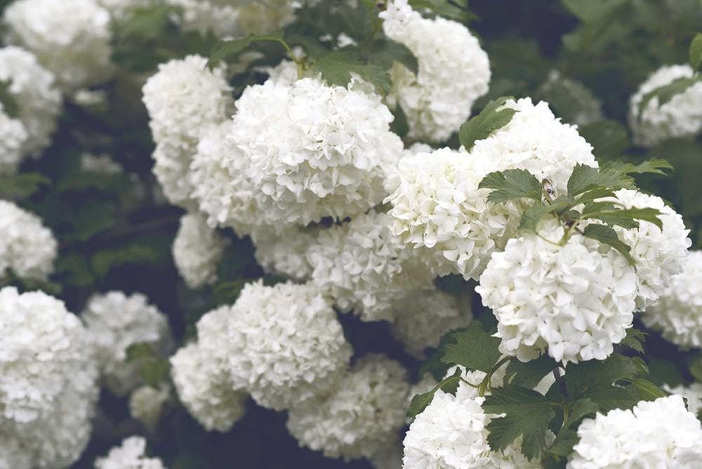 5 причин, через які варто посадити у своєму саду білу гортензію
