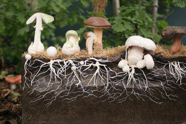 Виростити лісові гриби прямо на дачі – мрія будь-якого дачника! І вона цілком здійсненна. Способи виростити гриби на дачі.