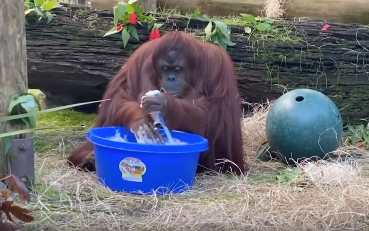 Орангутанг на особистому прикладі продемонструвала, як правильно треба мити руки. Навіть мавпи почали правильно мити руки.