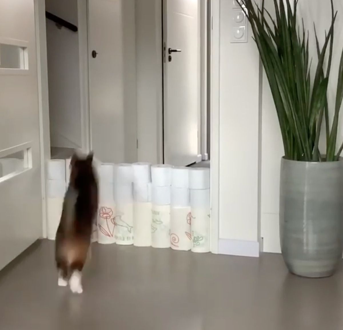 Новий челендж карантину: коти проти туалетного паперу. Користувачі соцмереж дивляться, скільки рулонів туалетного паперу можуть перестрибнути їх коти чи собаки.