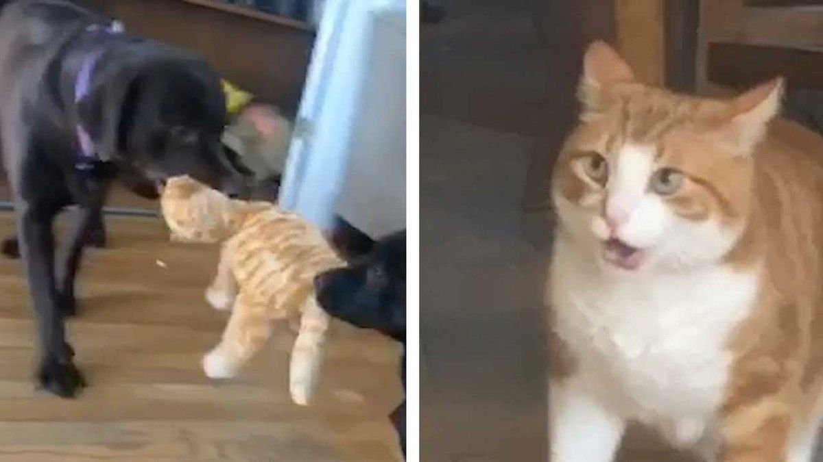 Безцінна реакція кота, коли він побачив, що зробили з його іграшковою копією двоє песиків. Котик підгледів за іграми своїх собак-сусідів та був шокований їх поведінкою.
