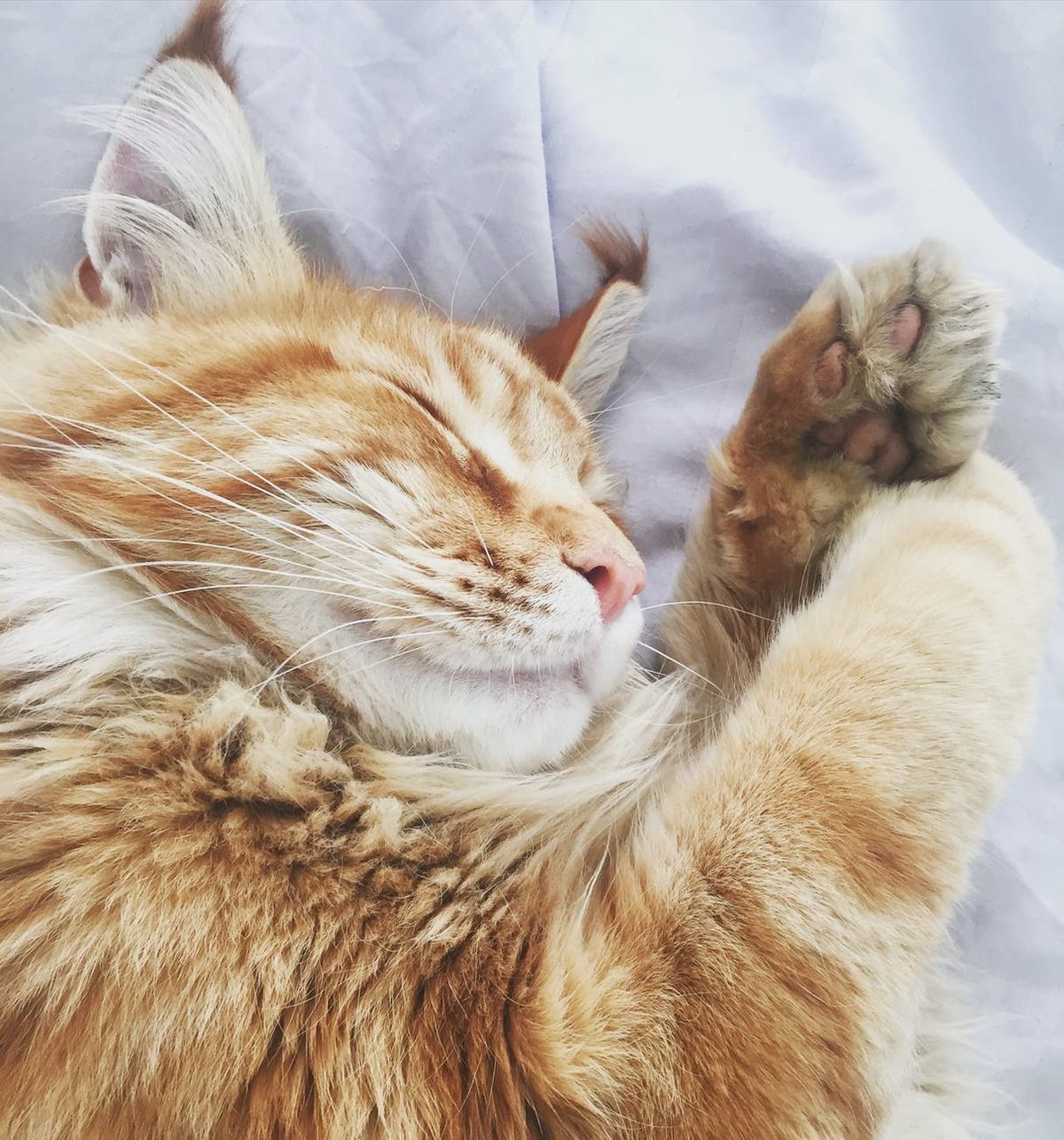 Чому коти люблять спати на ногах людини. Всі власники вусатих-смугастих знають, що кішки обожнюють спати поруч з господарем, а ще краще — на ньому. Чому вони так роблять?