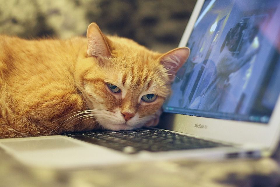 Як небажано поводитися з ноутбуком, якщо ви хочете, щоб він працював якомога довше. 5 речей, які не варто робити з ноутбуком.