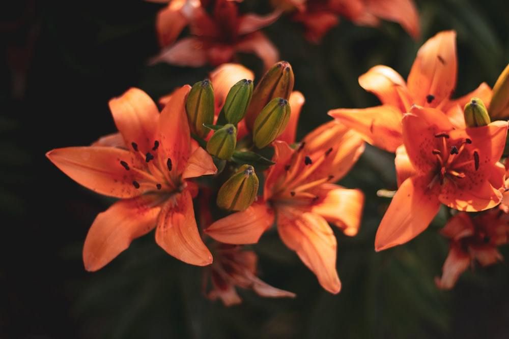 8 правил вирощування лілій, які допоможуть отримати здорові та гарні квіти. Кілька правил щодо догляду за ліліями допоможуть виростити гарні квіти.