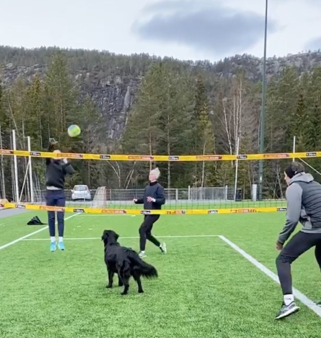 В Норвегії собаку навчили грати в волейбол і тепер вона зірка мережі. Норвежець навчив свою собаку грати у волейбол і тепер йому є з ким грати.