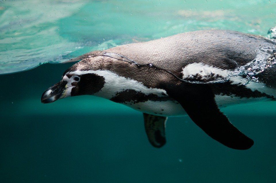 Вчені зняли відео в океані, як пінгвіни "розмовляють" під водою. Пінгвіни видають звуки не тільки на суші, а й під водою.