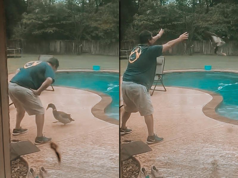 Американець влаштував кумедну гру з качкою біля басейну і не зрозуміло кому вона більше до вподоби: чоловіку чи качці. Смішні ігри чоловіки з качкою потрапили на відео.