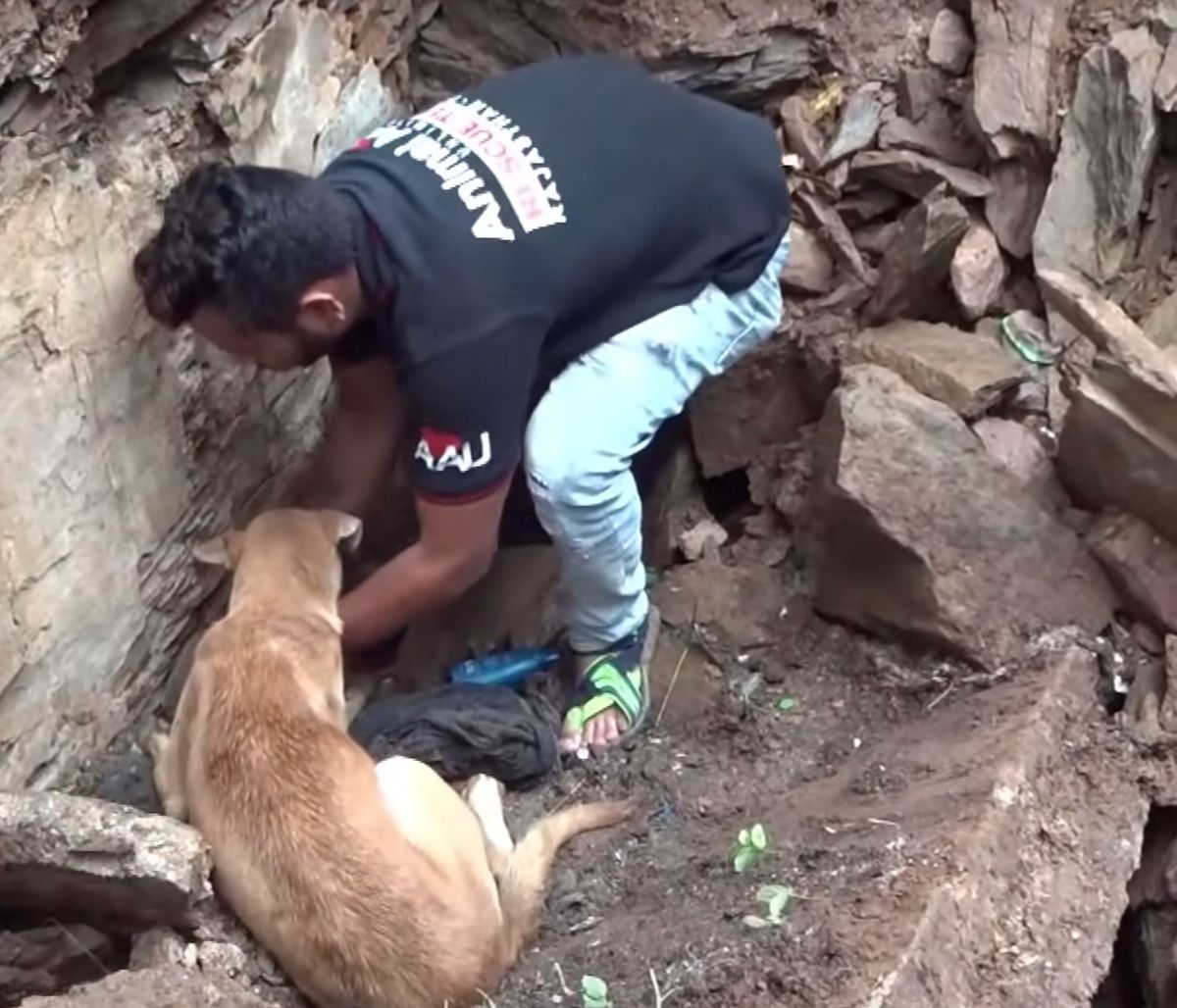 Собака в розпачі кликала на допомогу, коли її цуценят завалило землею, і люди її почули. Мати-собака благала людей врятувати її щенят.