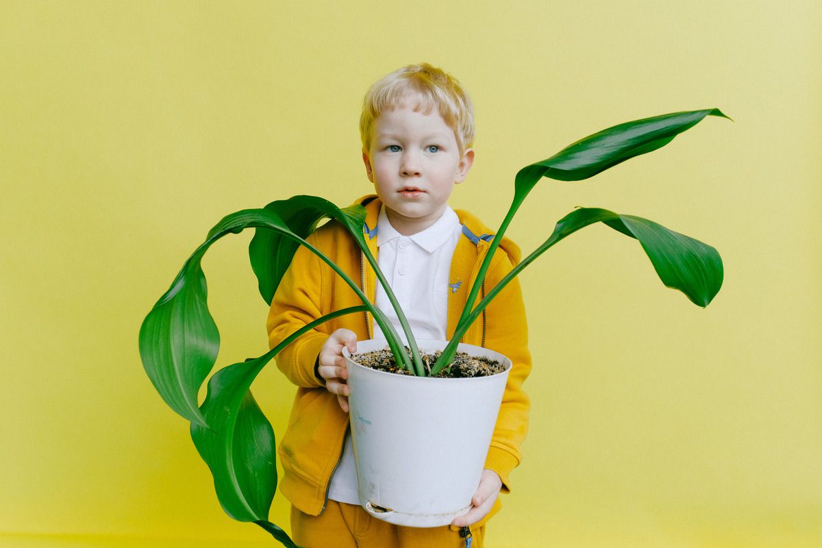 5 рослин, які варто поставити у дитячій кімнаті для очищення повітря у ній. Деякі рослини здатні очистити повітря у кімнаті дитини.