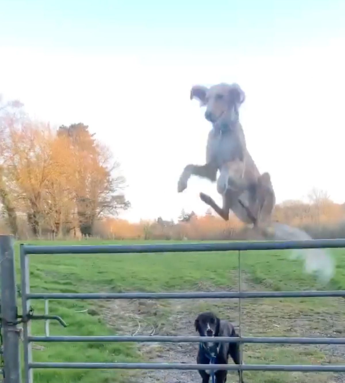 Це собака чи кенгуру: песик з задоволенням показав братам, як треба долати перешкоди. Майстер-клас песика зі стрибків у висоту.