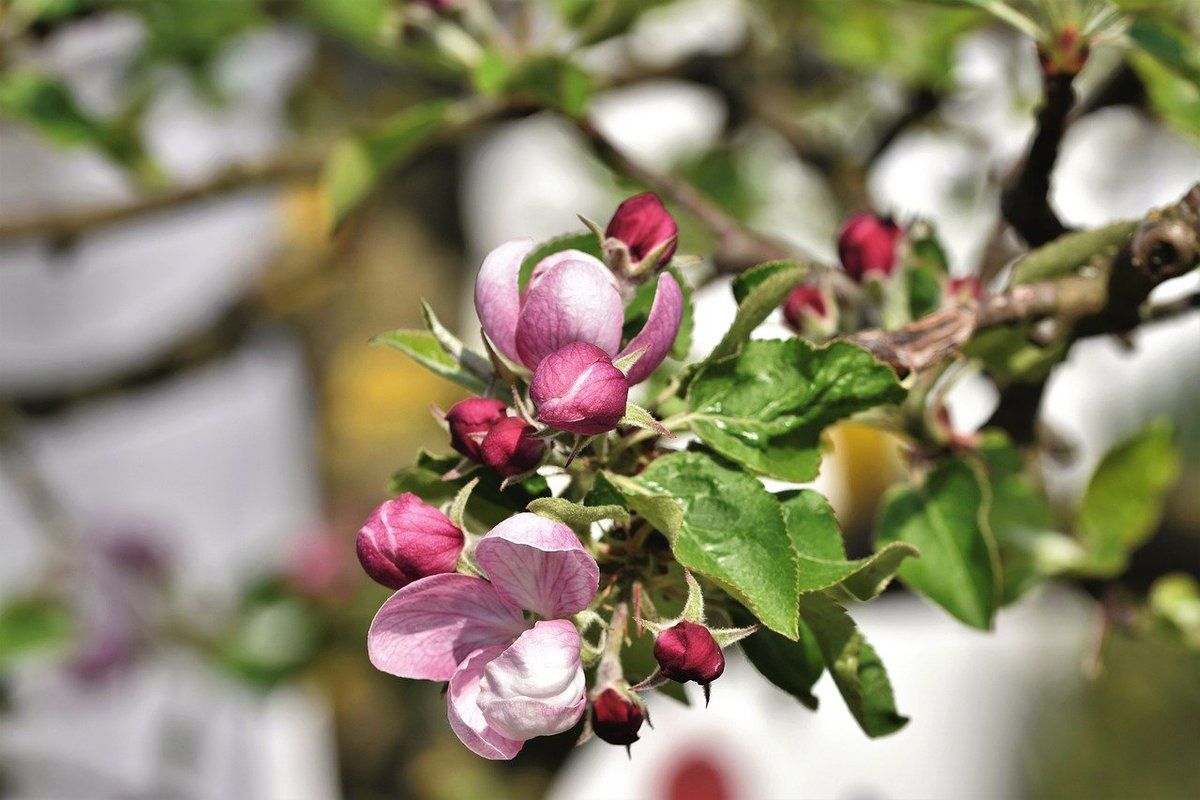Як захистити сад, якщо прокинувся яблуневий квіткоїд: корисні поради. Від яблуневого квіткоїда треба вчасно позбуватися.
