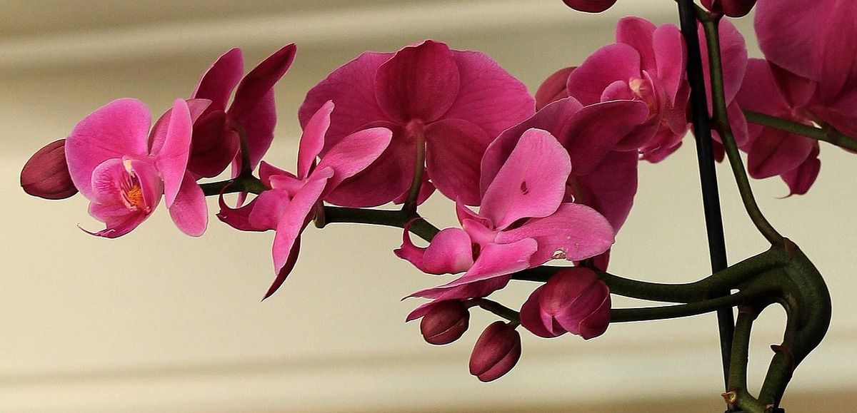 Квітникарі розповіли, як домогтися шикарних квітконосів у орхідеї. Від чого залежить товщина і довжина квітконосу орхідеї.