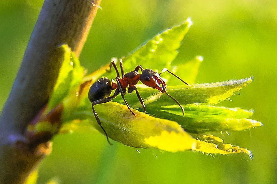 Мурав'ї - всеїдні комахи, які розгортають широкий спектр харчових цілей