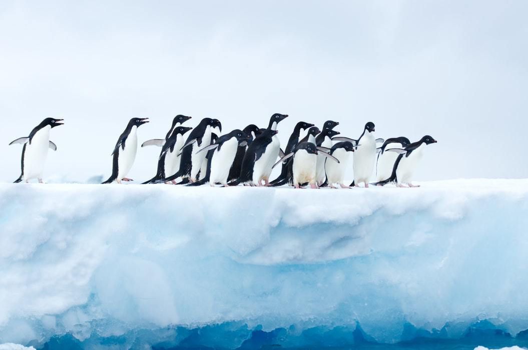 Пінгвіни мають більше схожих рис з людьми, ніж передбачалося раніше. Що спільного в людській мові та мові пінгвінів?