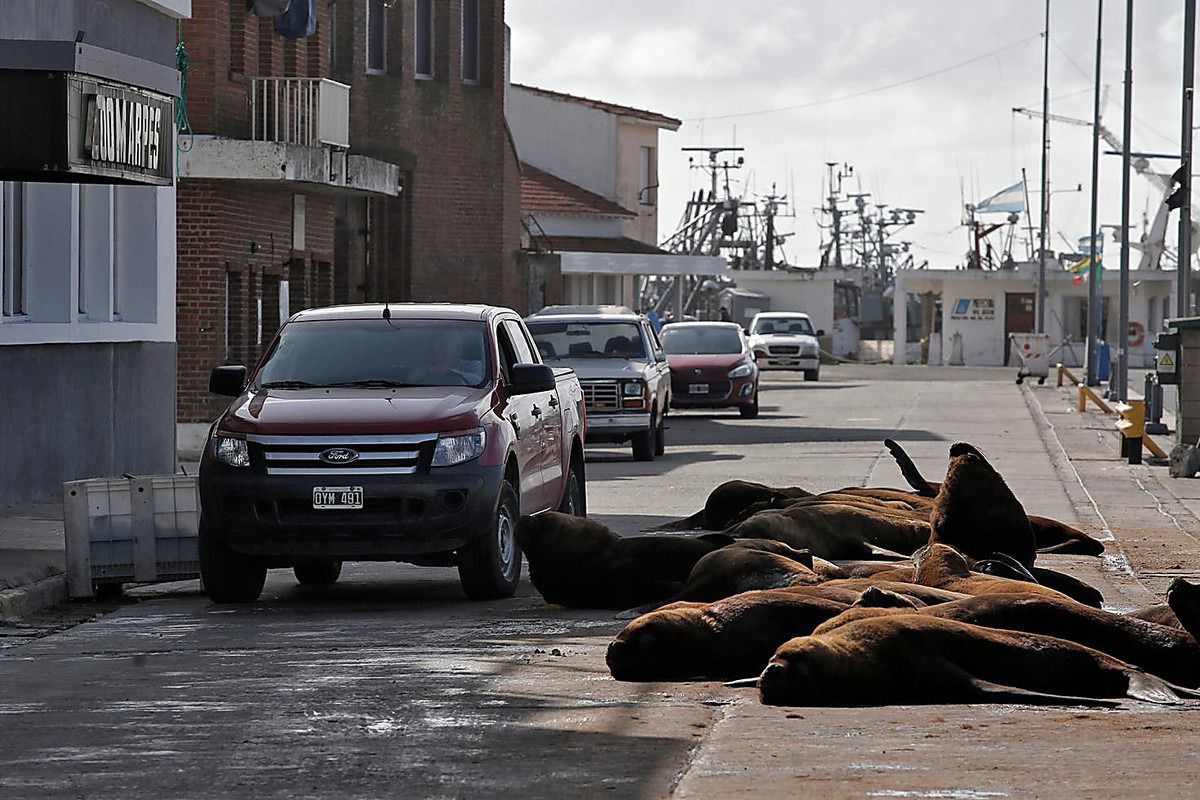 По спорожнілих вулицях курортного містечка тепер замість туристів гуляють морські леви. В Аргентині морські леви "захопили" туристичне місто і почувають себе там господарями.