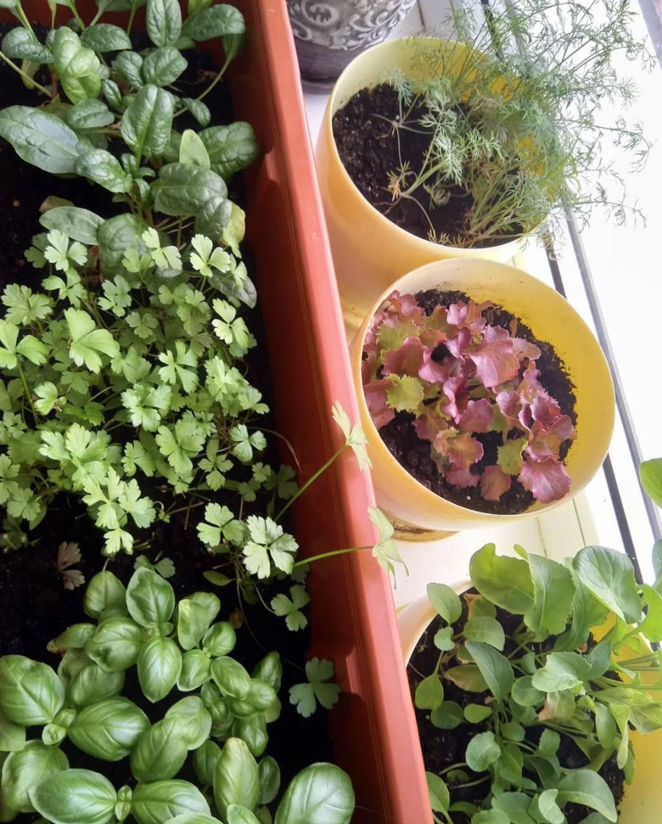 10 видів зелені, які легко виростити на підвіконні вдома. Домашня зелень для запашних салатів.