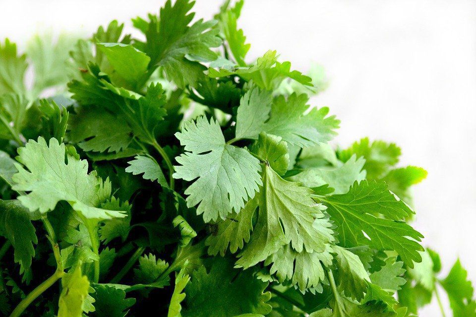 10 видів зелені, які легко виростити на підвіконні вдома. Домашня зелень для запашних салатів.