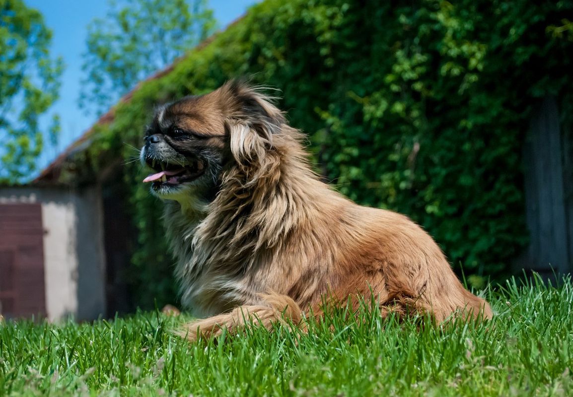 Найдревніші породи собак, які до сьогодні супроводжують людину. Вони вже більше 1000 років поряд.