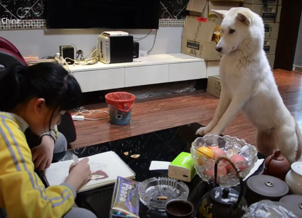 Житель Китаю навчив собаку підтримувати дисципліну доньки під час виконання домашніх завдань. Тільки подивіться, що вона робить!