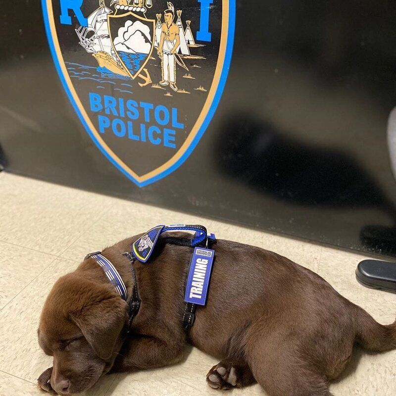 Поліцейське цуценя солодко проспало всю свою присягу. Для нового пса К-9 Броді з поліцейського управління Бристоля понеділок став важливим днем.