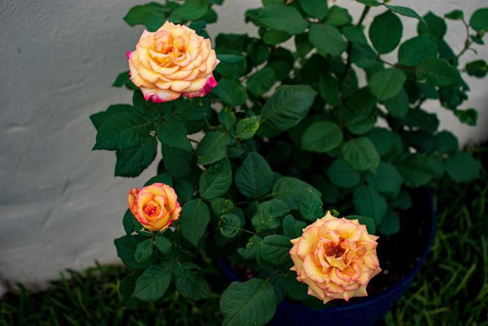 П'ять простих способів, які допоможуть швидко позбавити ваші троянди борошнистої роси. З борошнистою росою на трояндах можна впоратися за допомогою кількох способів.