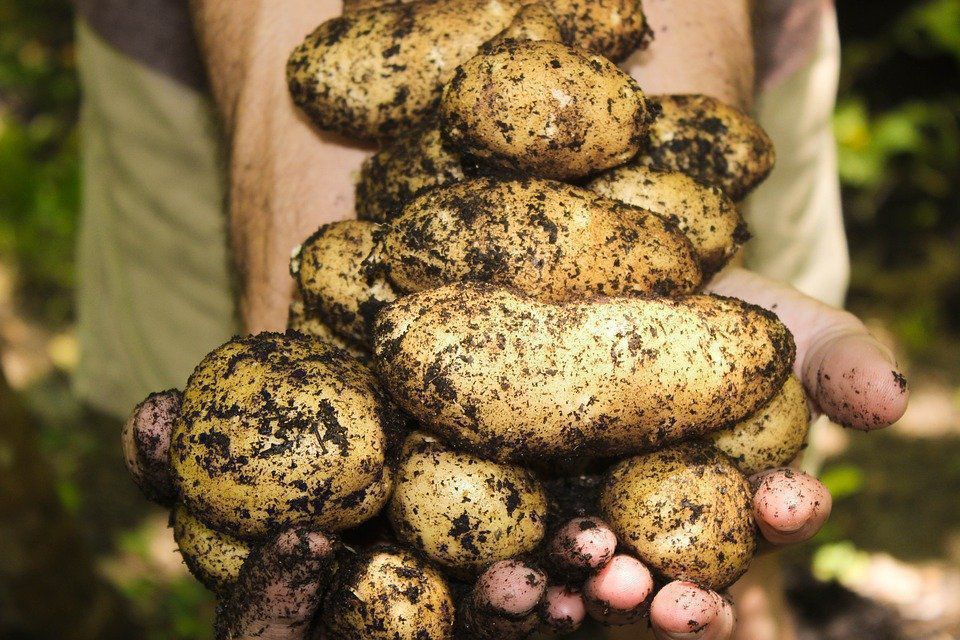 5 простих кроків, які допоможуть отримати врожай картоплі вже у червні. Деякі дії допоможуть отримати врожай картоплі раніше.