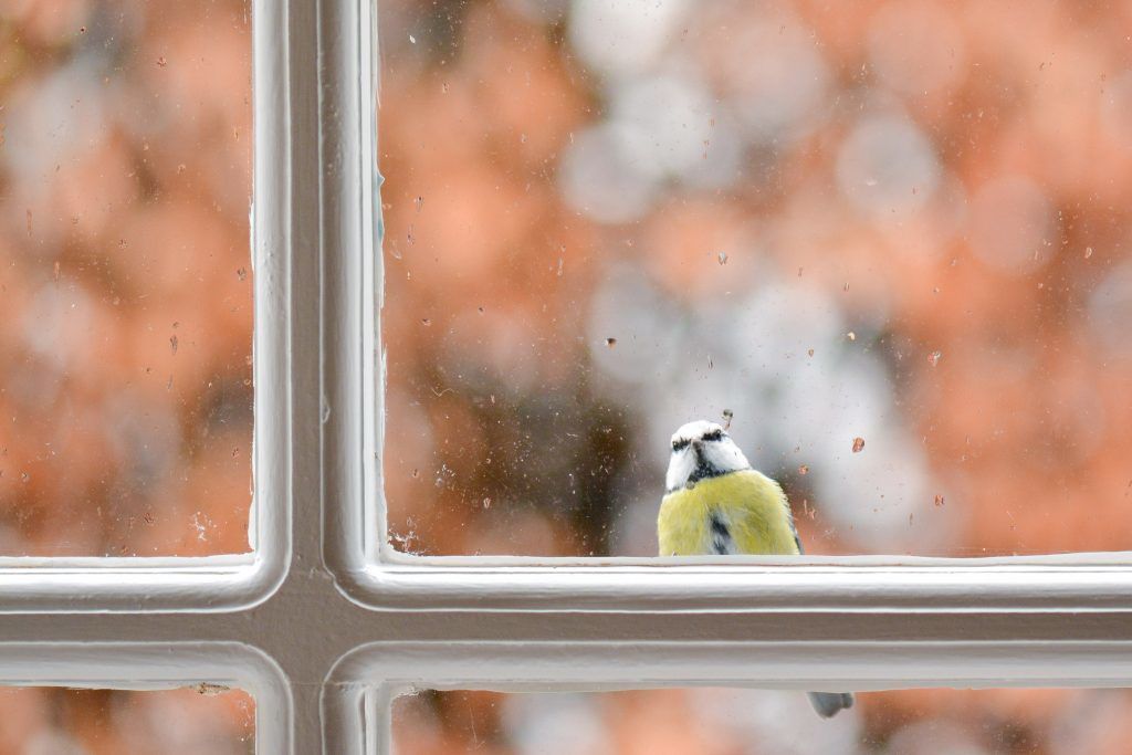 Птах б'ється у вікно: що несе у собі ця прикмета. Чекати нещастя чи навпаки неочікувану радість?