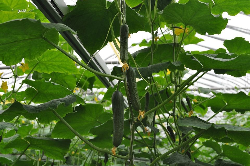 Чим підживлювати огірки у теплиці, щоб вони гарно зростали та плодоносили. У теплиці огірки теж треба підживлювати.