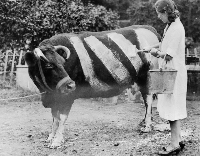 Навіщо в роки Другої світової війни фермери розмальовували своїх корів білими смужками. Це був якийсь дієвий метод боротьби чи жарт над противниками?