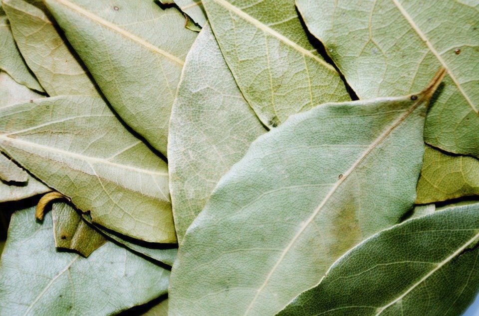 Якщо вдома не вистачає спокою та гарного самопочуття — на допомогу прийде лаврове листя. Спалювання лаврового листя має сильний позитивний вплив на організм.