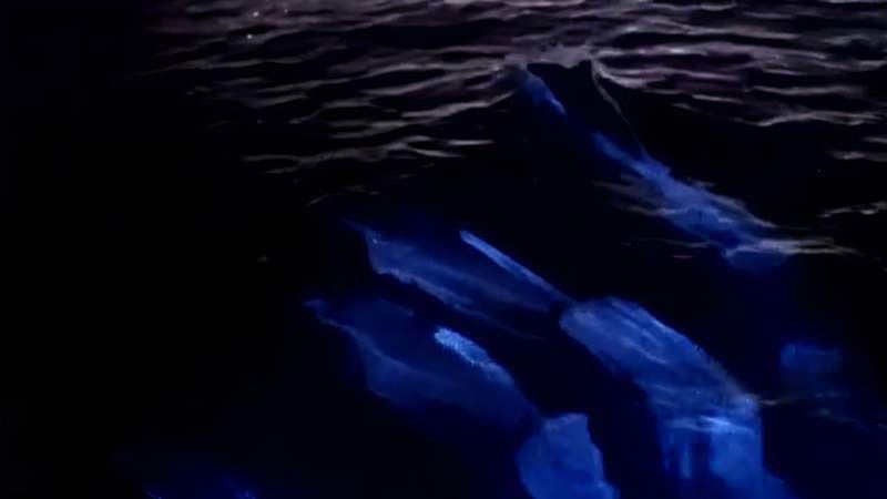 Фотограф зняв на відео, якою дивовижною може бути природа — рідкісне явище з дельфінами в блакитному сяйві. Рідкісне явище, яке можна побачити один раз в житті.