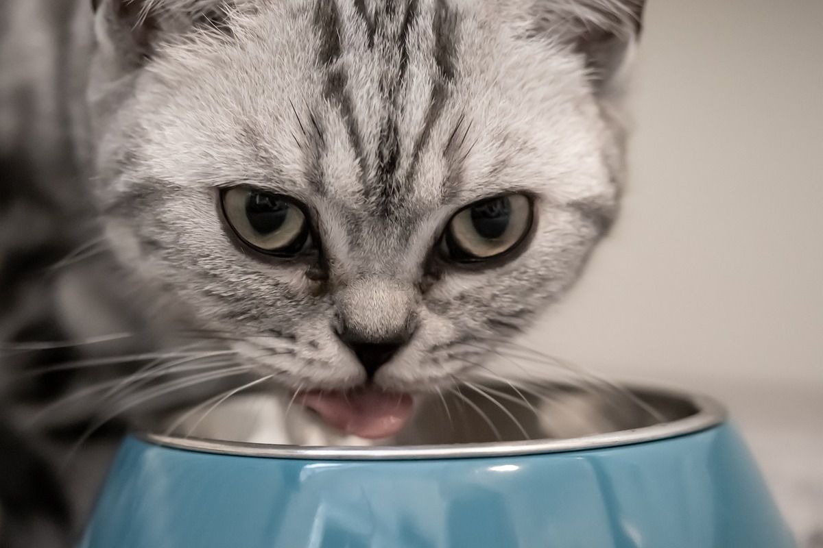 Чим не можна годувати кішку — думка ветеринара. Любіть своїх вихованців і годуйте правильно!