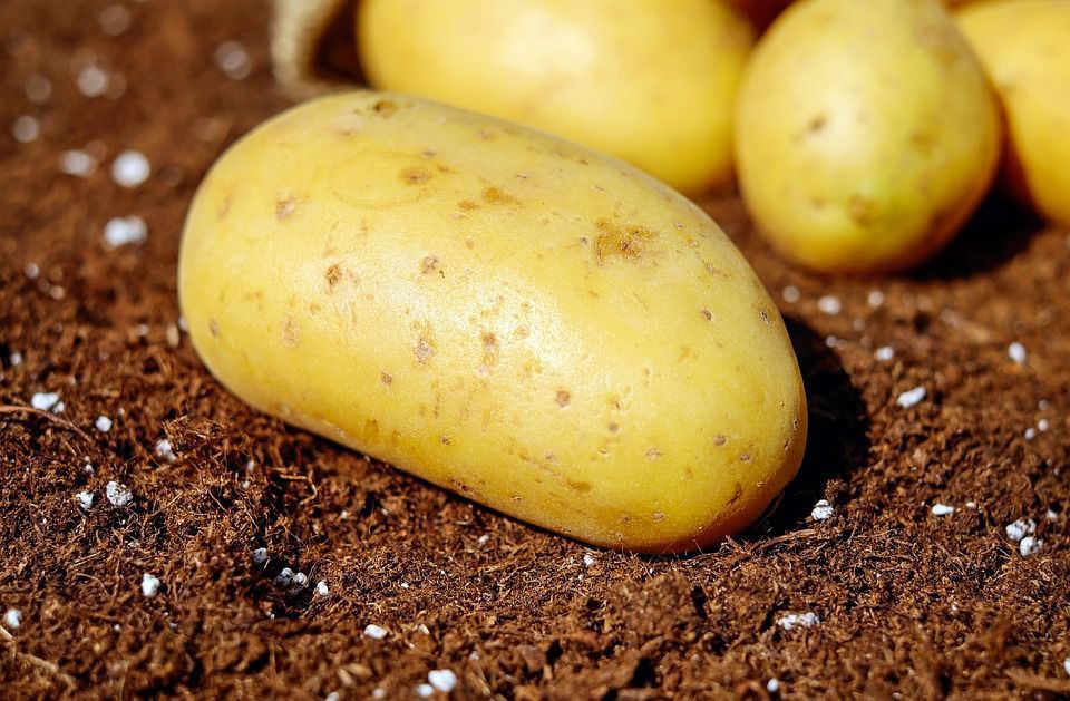 Як виростити картоплю і виключити її зараження фітофторою — корисні поради. Вирощуючи картоплю, можна уникнути її зараження фітофторою.