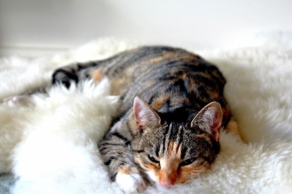 Як зрозуміти чи комфортно коту живеться за допомогою поз в яких він спить. Норовливі тварини, з якими не кожна людина знайде спільну мову.