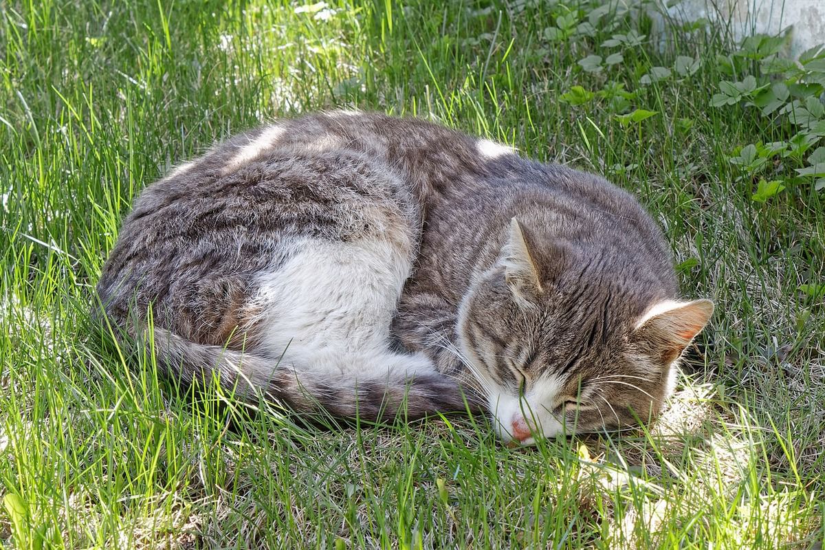 Як зрозуміти чи комфортно коту живеться за допомогою поз в яких він спить. Норовливі тварини, з якими не кожна людина знайде спільну мову.