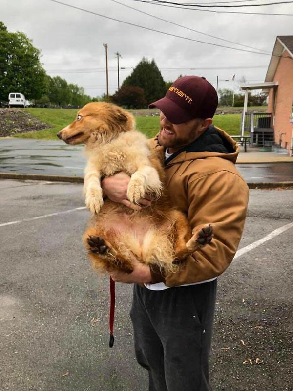 Собака попередила родину про торнадо, але сама десь загубилася. Лише через два місяці господарям вдалося її знайти. Через два місяці після зникнення собаки господарям вдалося її знайти.