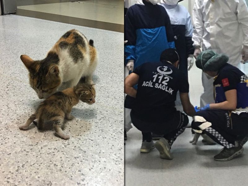 Кішка принесла хворе кошеня до лікарні. Бригада медиків не розгубилася і надала невідкладну допомогу. Бездомна тварина вирішила попросити про допомогу людей.