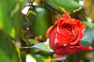 Ефективні методи лікування троянд з плямистим листям