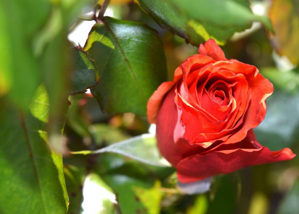 Причини ураження листа троянди